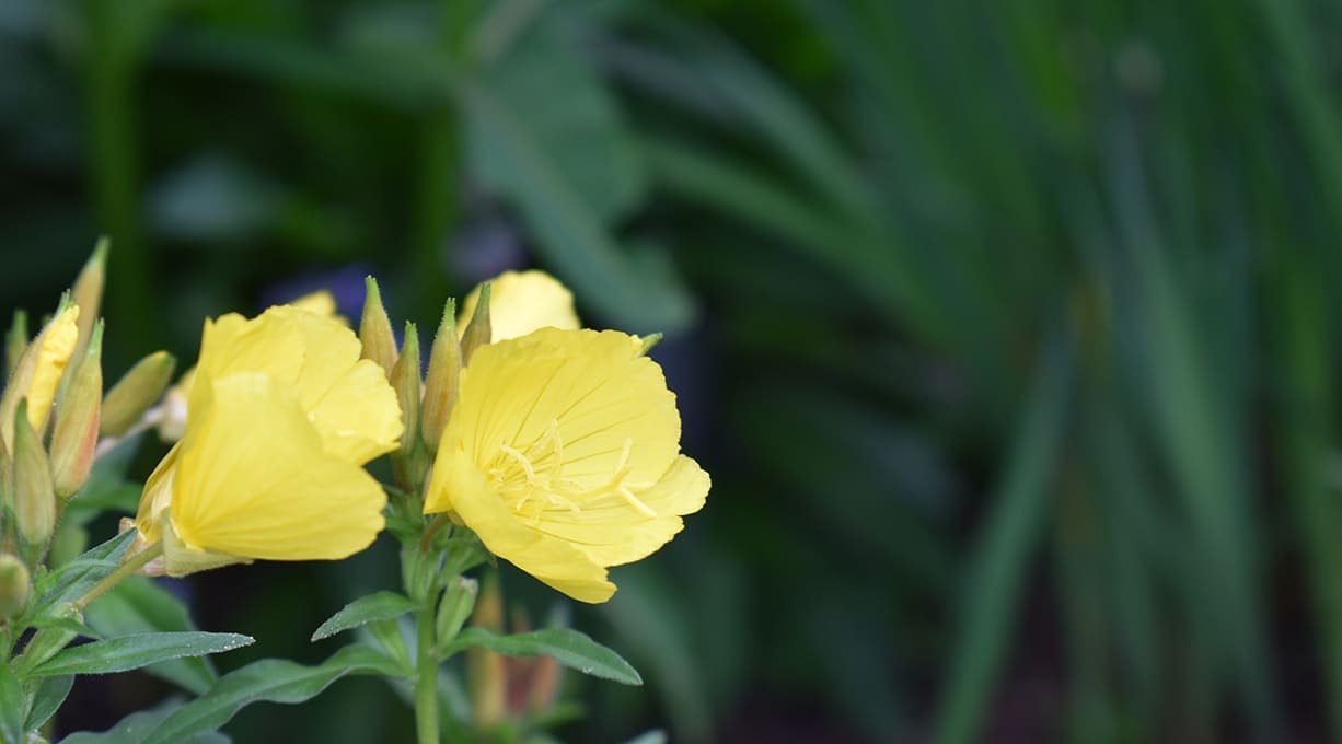 Beneficios del aceite de onagra