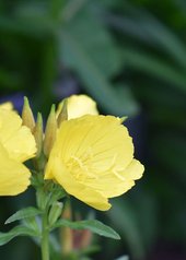 Beneficios del aceite de onagra
