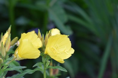 Beneficios del aceite de onagra