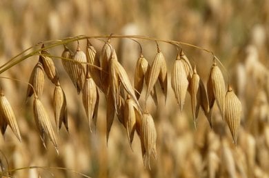 La avena para la piel